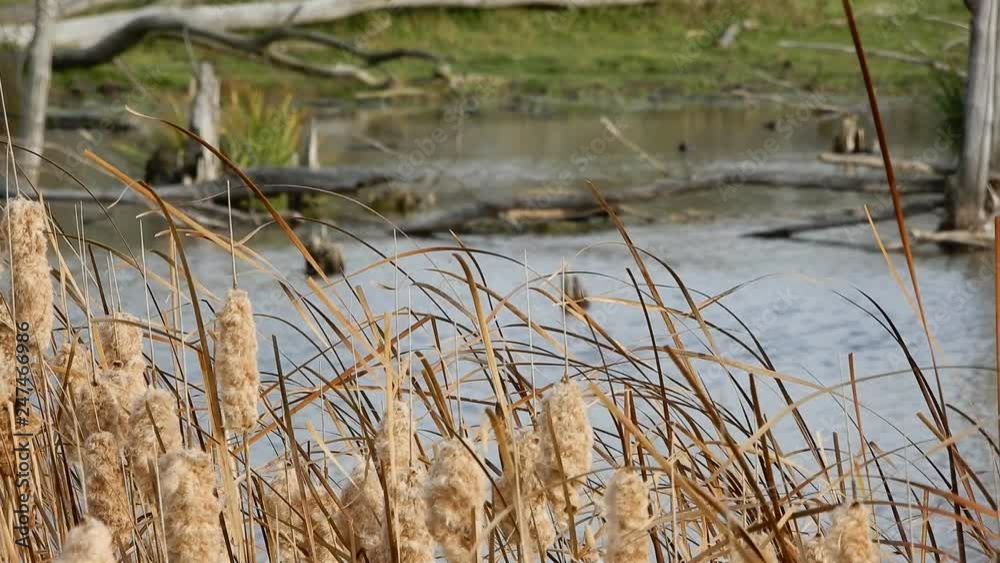 Bullrushes Cat Tails Wheat Grass Wind Swaying In Win With Ducks In Background Blurred Out 4K Resolution Bullrushes Cat Tails Wheat Grass Wind Swaying In Win With Ducks In Background Blurred Out 4K Resolution