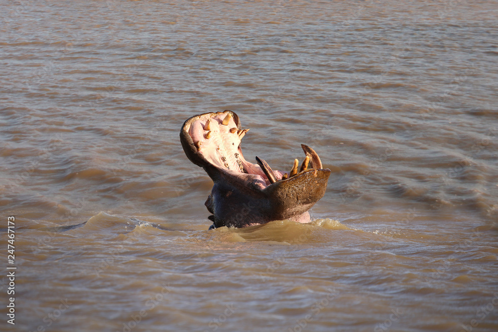 Fototapeta premium Nilpferd