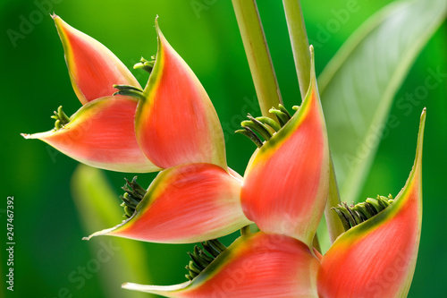 Red heliconia flower macro isolated on green background photo