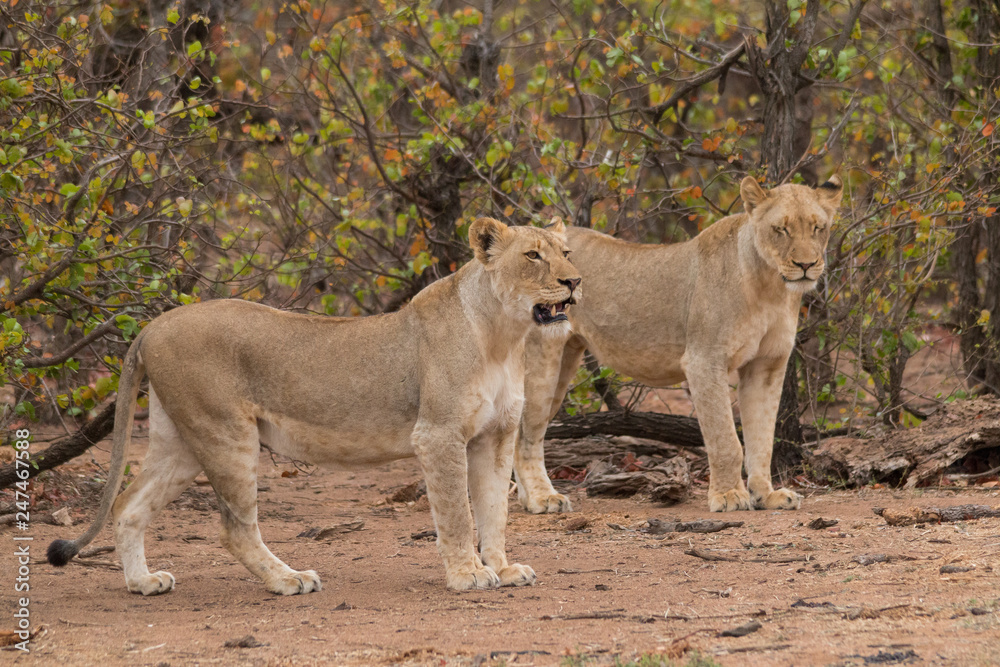 Lion in the Kruger national Park, South Africa Lion in the Kruger national Park, South Africa