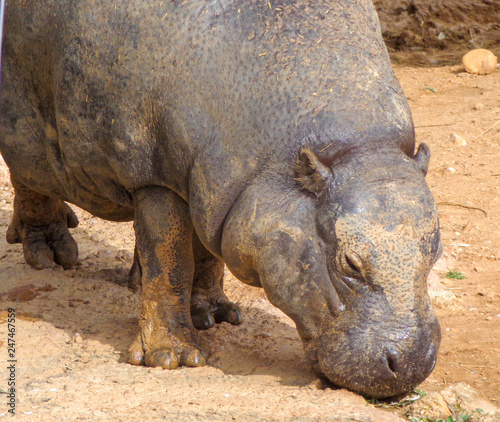 Hippo is drinking water from the lake