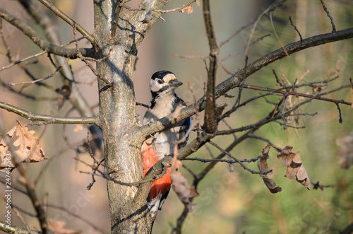 Great spotted woodpecker - Dendrocopos major. Woodpecker sits on a tree in the forest. Fauna of Ukraine.