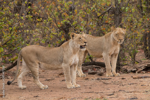 Lion in the Kruger national Park, South Africa