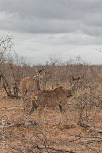 Greater Kudu in the Kruger national park, South Africa