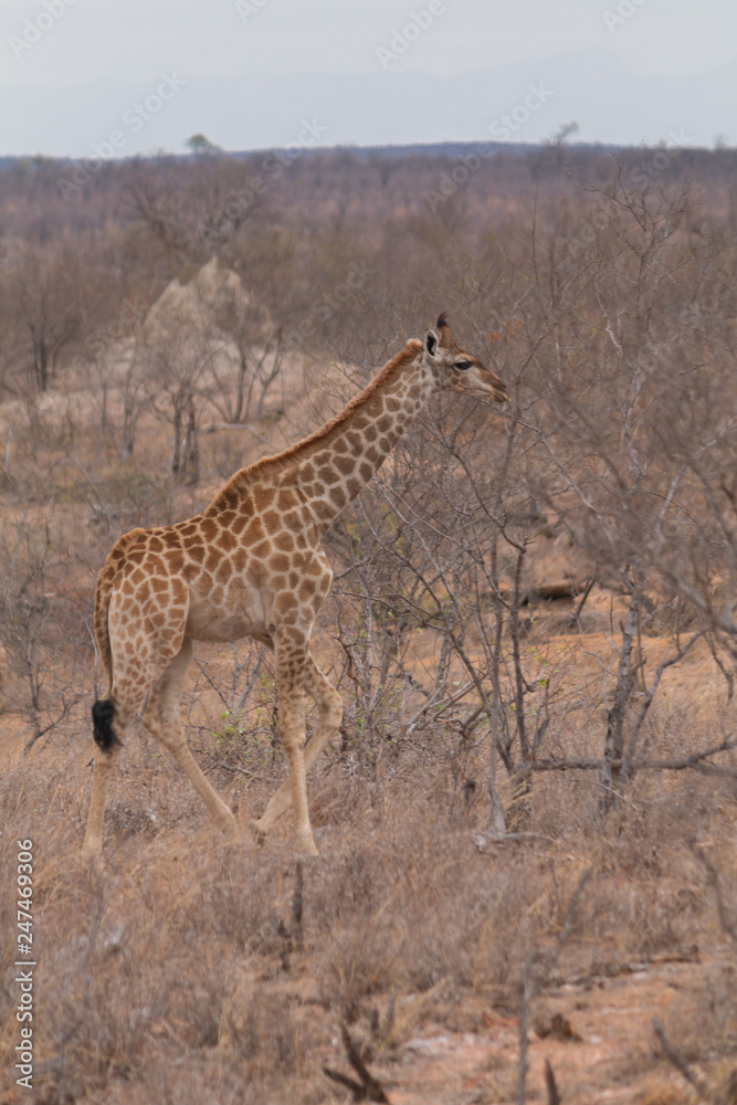 Fototapeta premium Giraffe in the Kruger National Park, South Africa