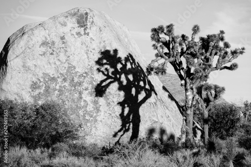 Park Narodowy Joshua Tree