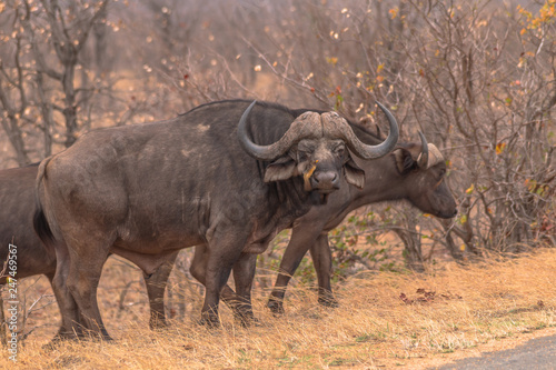 African Buffalo in the savanna  South Africa