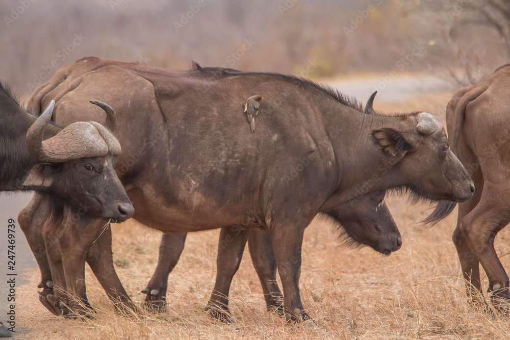African Buffalo in the savanna, South Africa African Buffalo in the savanna, South Africa