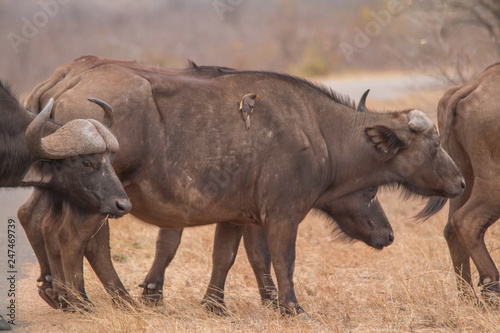 African Buffalo in the savanna  South Africa