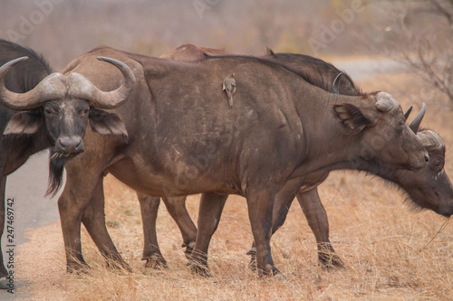 African Buffalo in the savanna  South Africa