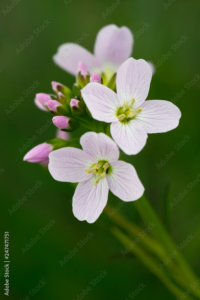 Cardamine pratensis, lady's smock flowering plant. Cardamine pratensis, lady's smock flowering plant.