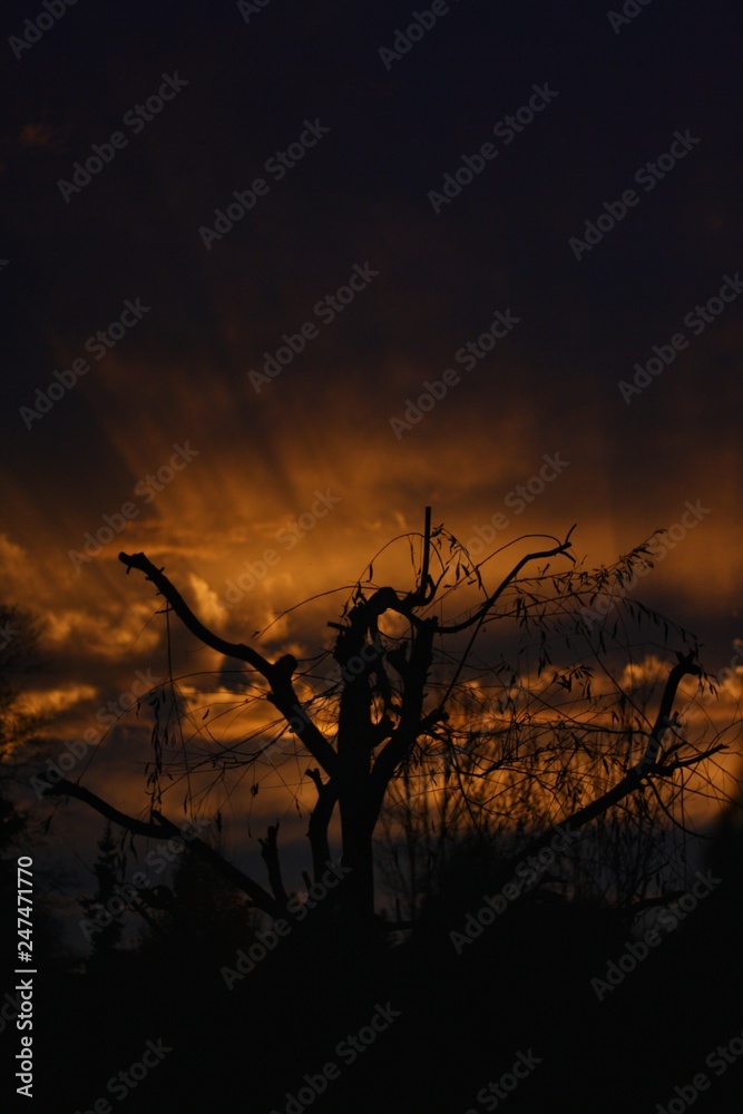 Obraz premium dead tree at sunset, apocalyptic 