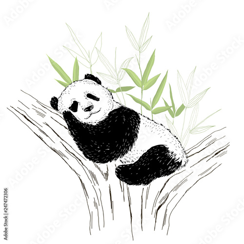 Cute panda bear sleeping on the tree. Vector illustration isolated on white.