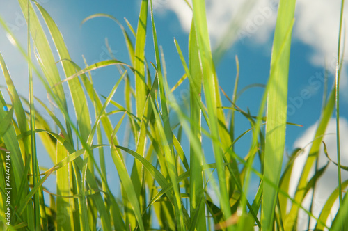 Looking up on a sky from the level of grass