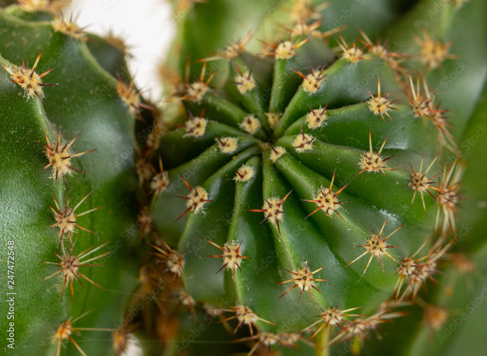 Green cactus with small needles, texture. Concept freshness Green cactus with small needles, texture. Concept freshness