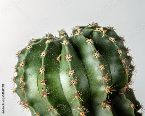 Wallpaper Mural Green cactus with small needles, texture. Concept freshness Torontodigital.ca