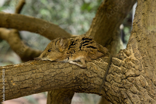 Round-eared elephant shrew (Macroscelides proboscideus). photo