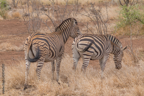 Burchells Zebra  Kruger national park  South Africa