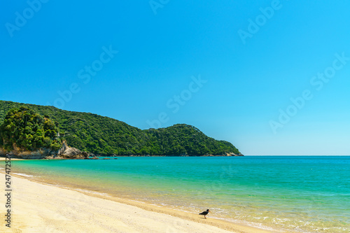 oystercatcher on a beach, abel tasman national park, new zealand 3