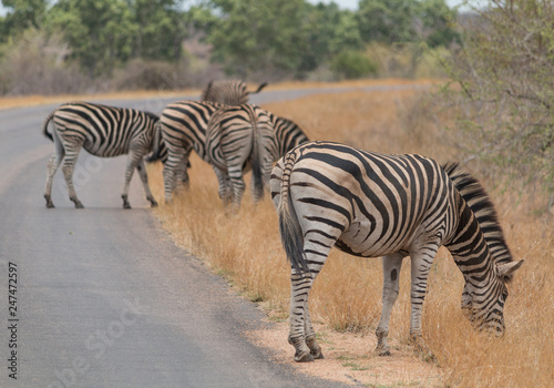 Burchells Zebra  Kruger national park  South Africa