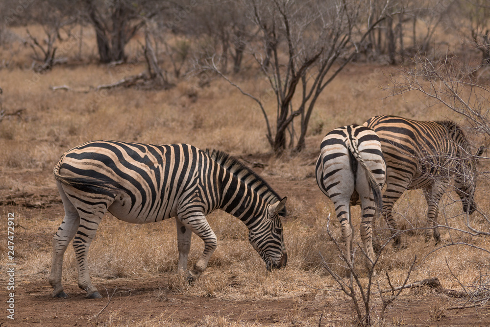 Obraz premium Burchells Zebra, Kruger national park, South Africa