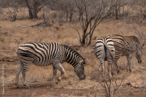 Burchells Zebra  Kruger national park  South Africa