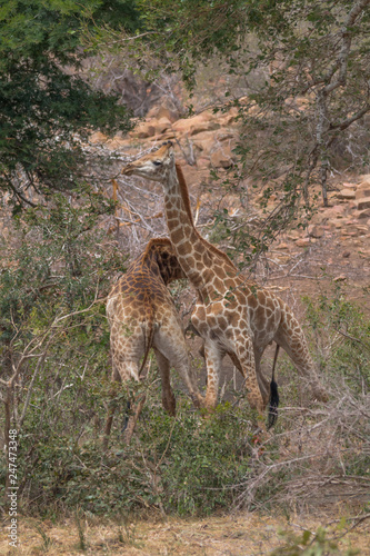 Fototapeta Naklejka Na Ścianę i Meble -  Giraffe in the Kruger national park, South Africa