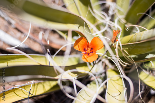 Joshua Tree National Park