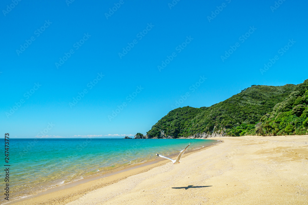 seagull on a beach, abel tasman national park, new zealand 11 seagull on a beach, abel tasman national park, new zealand 11