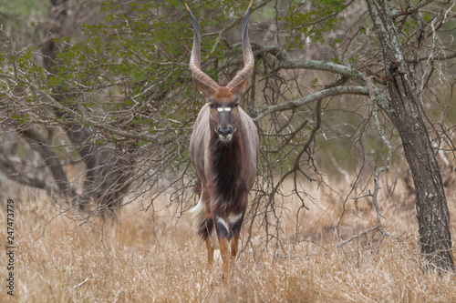 Nyala antelope in the Kruger national park, South Africa