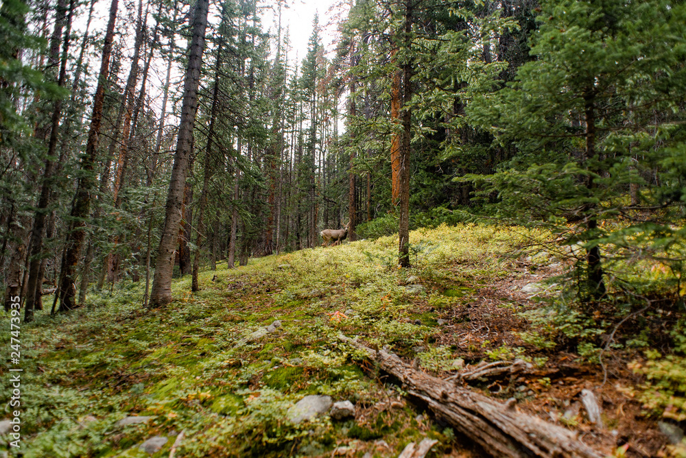 Obraz premium Deer in woods