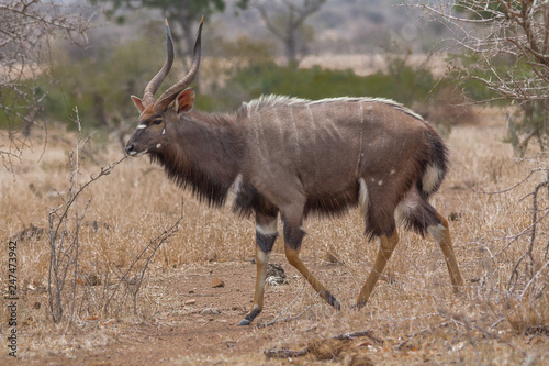 Nyala antelope in the Kruger national park, South Africa © Tim on Tour