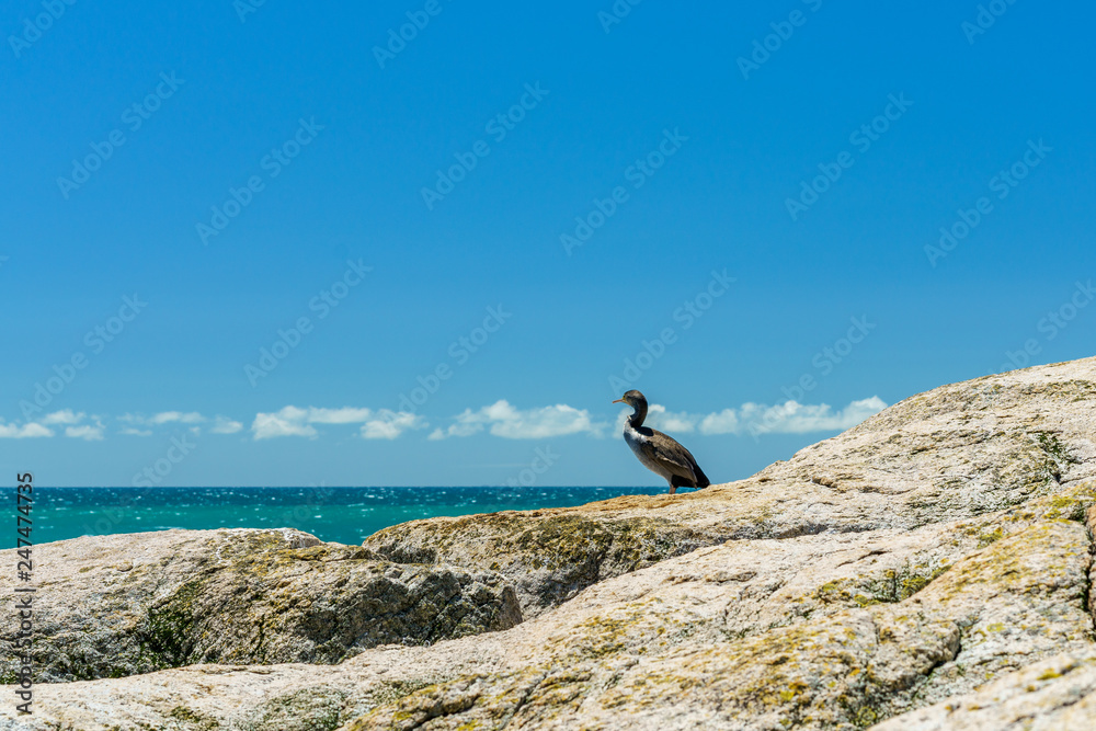 cormorants on a cliff, abel tasman national park, new zealand 1