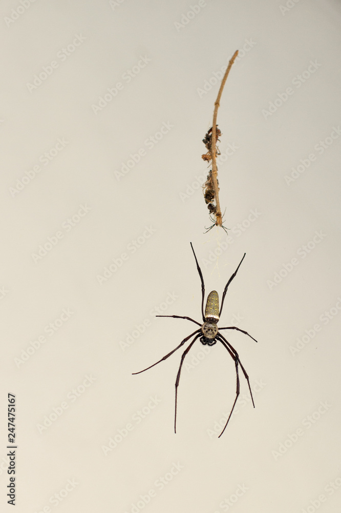 Golden Silk Orbweaver spider (Nephila clavipes) Golden Silk Orbweaver spider (Nephila clavipes)