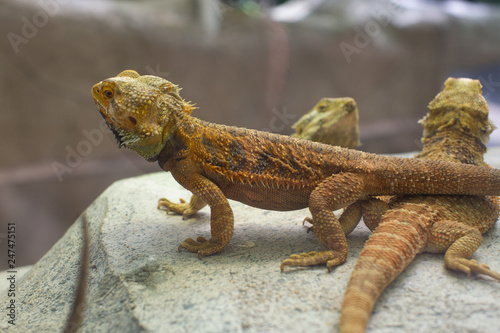 Bearded Dragon lizards being kept in an enclosure