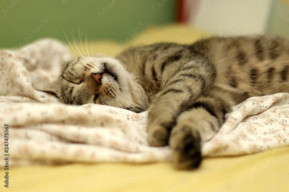 Cute brown tabby cat sleeping in human's bed. Selective focus. Cute brown tabby cat sleeping in human's bed. Selective focus.