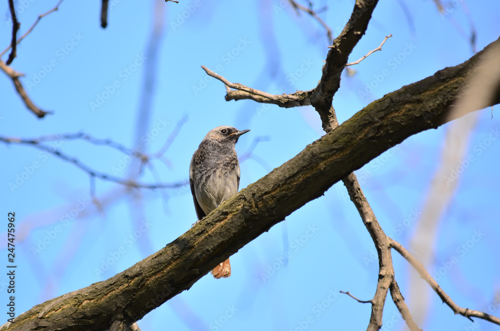 Black redstart or black redtail - Phoenicurus ochruros. Blackstart sits on a tree branch on a spring day in its natural habitat. Fauna of Ukraine. Closeup. Black redstart or black redtail - Phoenicurus ochruros. Blackstart sits on a tree branch on a spring day in its natural habitat. Fauna of Ukraine. Closeup.