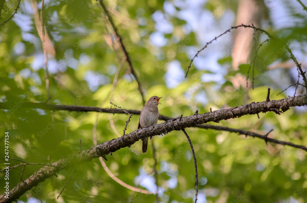 Fotografie Thrush nightingale - Luscinia luscinia