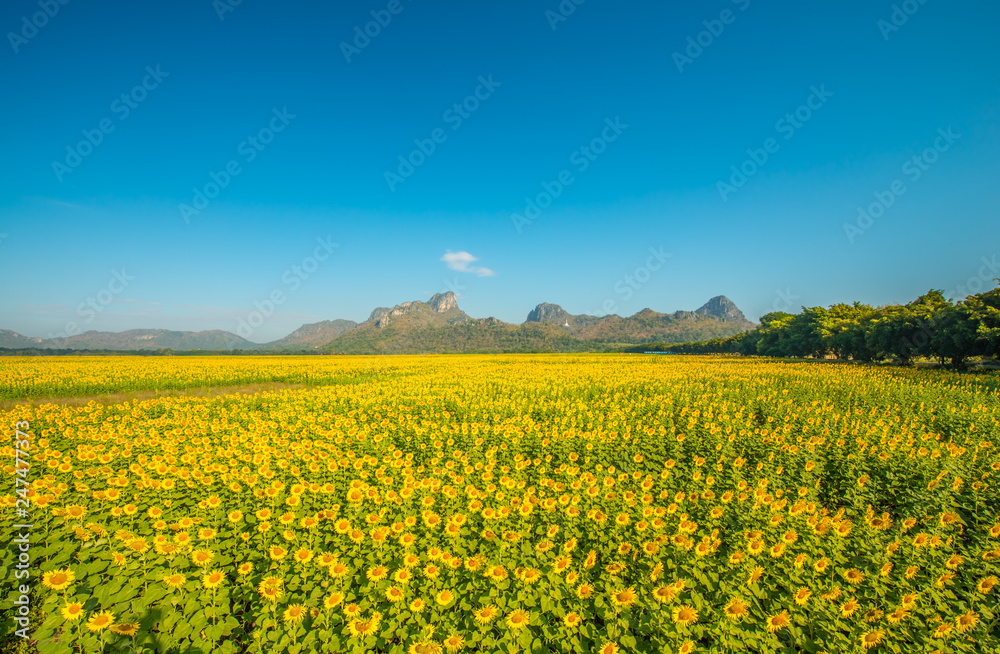 Sunflower field in Thailand.7