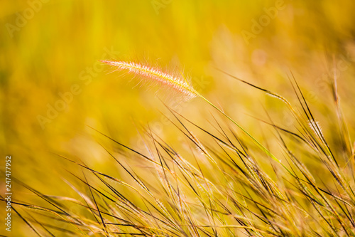 grass along rural roads