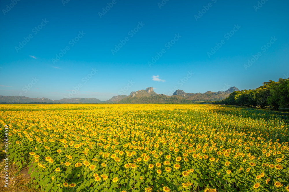 Sunflower field in Thailand.6