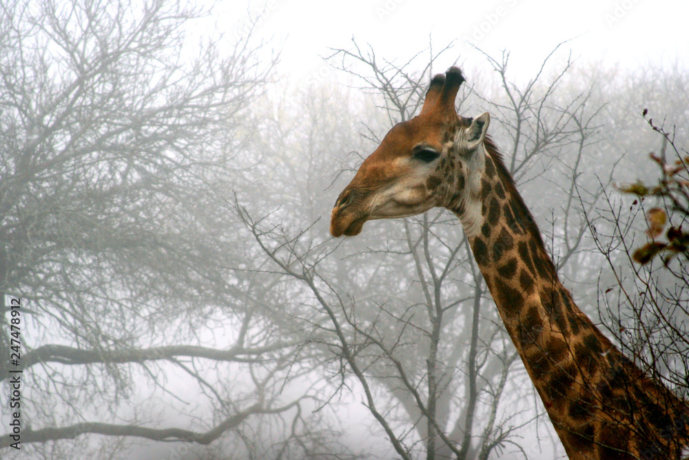 Obraz premium Giraffe in early morning mist