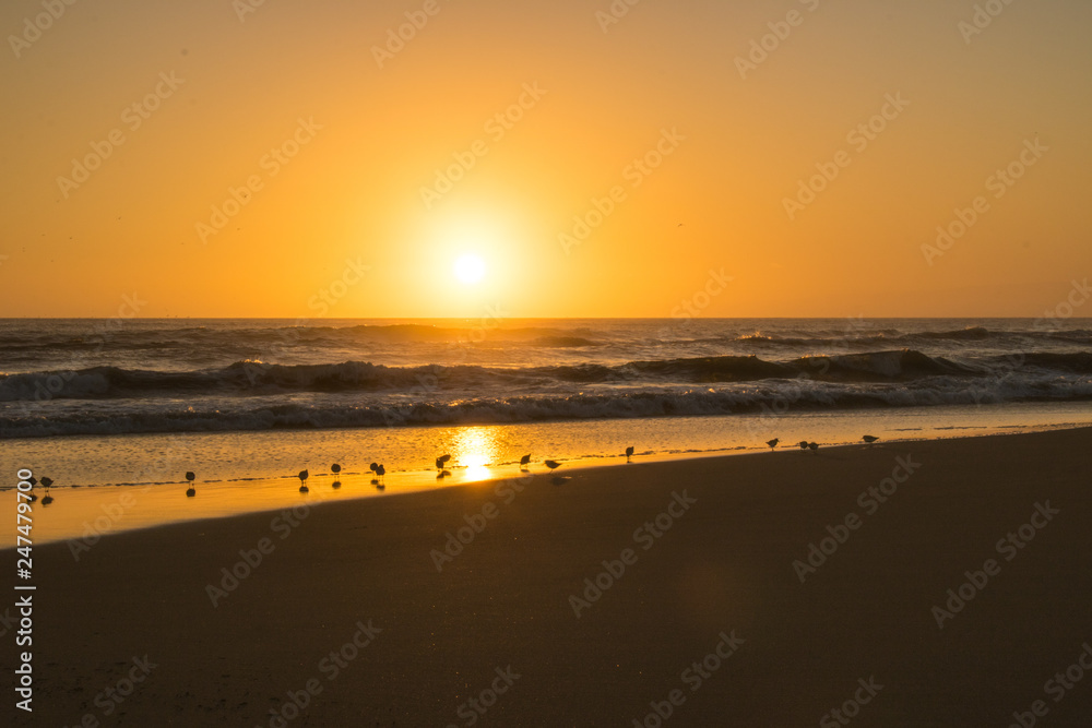 Birds in surf sunset