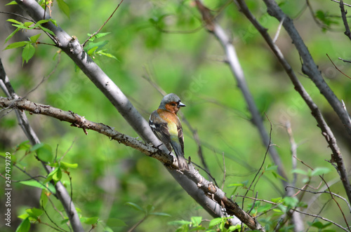 Common chaffinch - Fringilla coelebs. Male chaffinch sitting on a branch. Fauna of Ukraine.