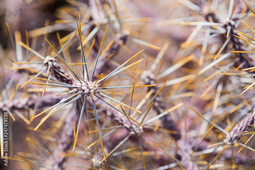 Joshua Tree National Park