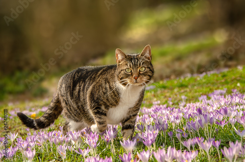 ältere Katze auf Raubzug