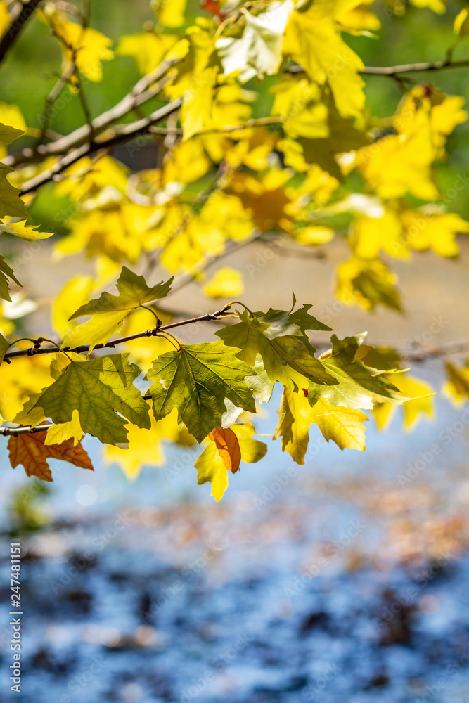 Maple tree branches with golden autumn leaves on a natural blurred background Maple tree branches with golden autumn leaves on a natural blurred background