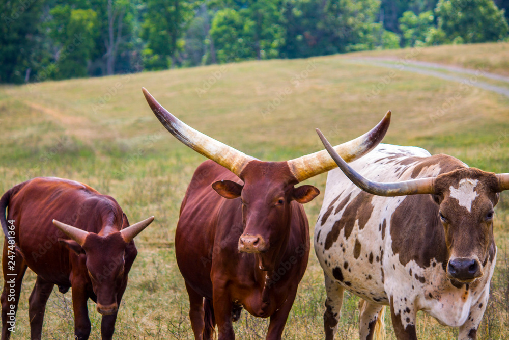 Longhorn Cattle