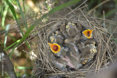 Newborn baby birds in the nest of a Song Thrush (Turdus Philomelos) are asking for food. Fauna of Ukraine. Shallow depth of field, closeup.
