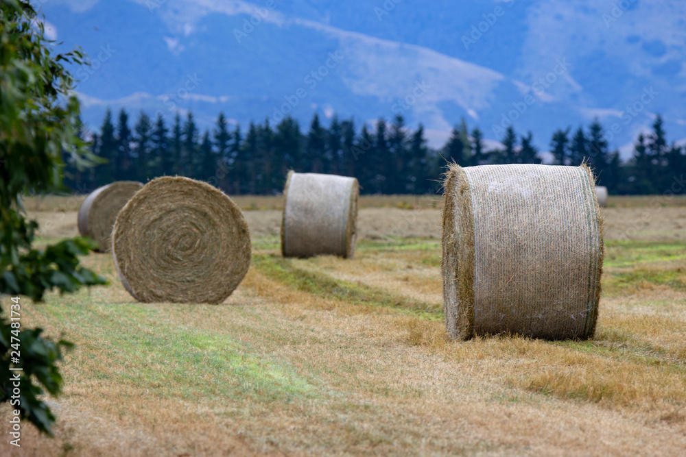 Freshly baled hay sit in a field in Canterbury, New Zealand
